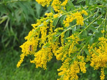 Close-up of yellow flowering plant on field