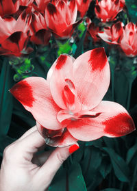 Close-up of hand holding red flowering plant