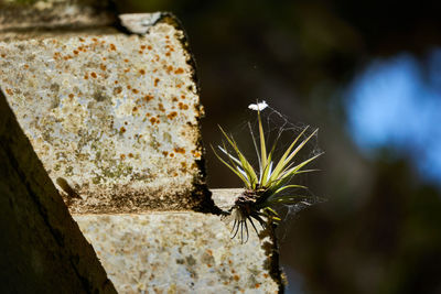 Close-up of flowering plant