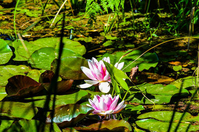 Close-up of lotus water lily