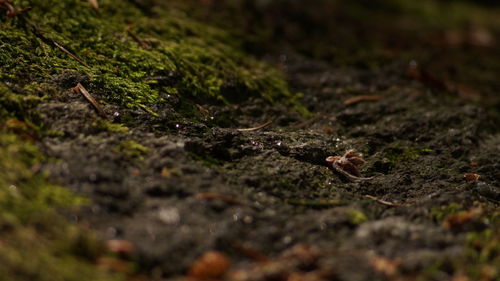 Close-up of lizard on field