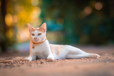 Portrait of a cat