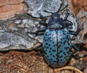 Close-up of insect on rock