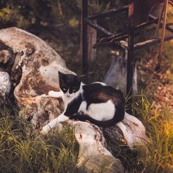 View of cats sitting