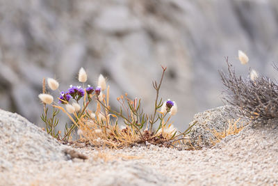 Close-up of purple crocus flowers on field