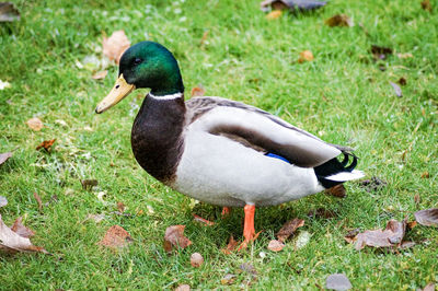 Duck on a field