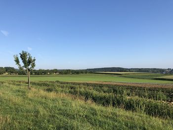 Scenic view of field against clear sky