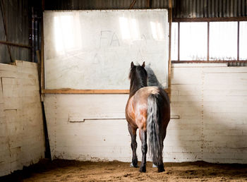 Rear view of horse standing in pen