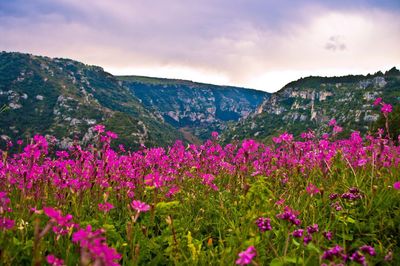 Pink flowers blooming in park