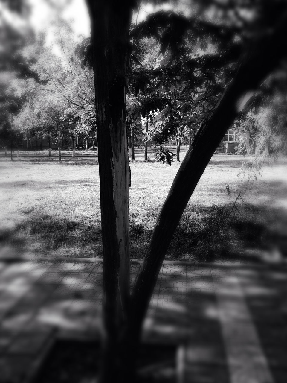 tree, tree trunk, tranquility, shadow, grass, nature, park - man made space, growth, landscape, field, tranquil scene, selective focus, focus on foreground, sunlight, branch, day, no people, outdoors, park, surface level