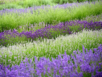 Full frame shot of lavender flowers growing in field