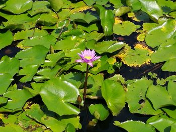 Close-up of water lily blooming on plant