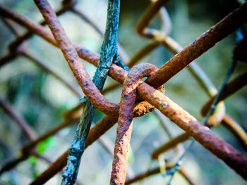 Close-up of branches against blurred background