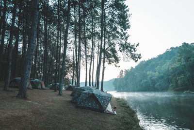 Scenic view of forest against clear sky