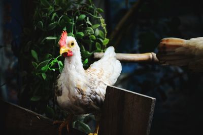 Beautiful dwarf chicken in the farm