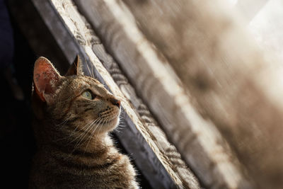 Close-up of a cat looking away