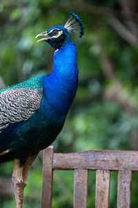 Close-up of peacock perching on railing