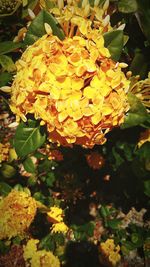 Close-up of yellow flowers blooming outdoors