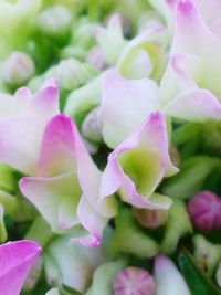 Close-up of pink flowers