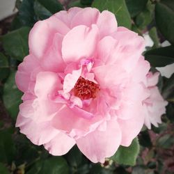 Close-up of pink flower