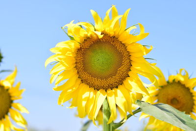 Close-up of yellow sunflower against clear sky