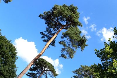 Low angle view of trees against sky