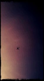 Low angle view of airplane flying in sky