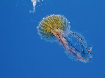 Jellyfish swimming in sea