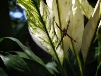 Close-up of insect on plant