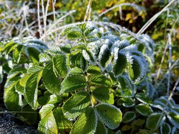 Close-up of frozen leaves