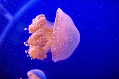 Close-up of jellyfish swimming in sea