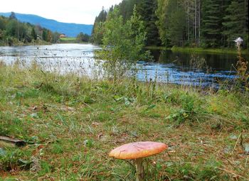 Mushrooms growing in lake