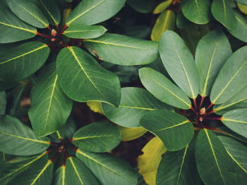 Full frame shot of green leaves