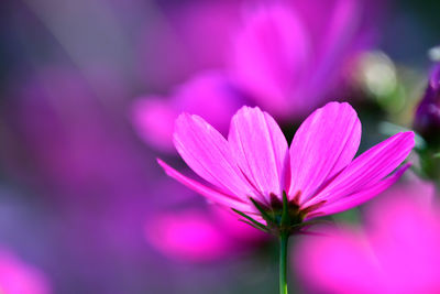 Close-up of pink flower