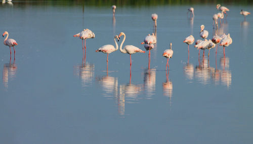 Flamingos in love in the saline reserve