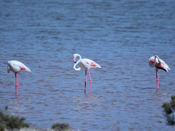 View of birds flamingo in lake