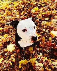 Leaves in autumn