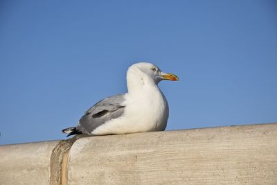 Low angle view of seagull perching on wood against sky