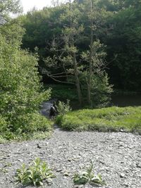 View of an plants on land