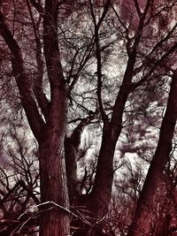 Low angle view of trees against sky