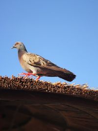 Low angle view of owl perching against clear blue sky