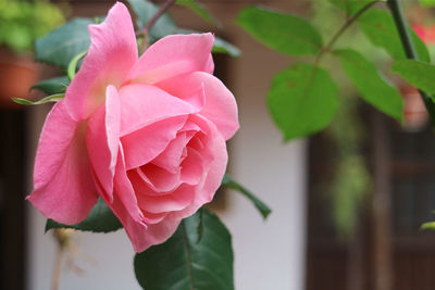 Close-up of pink rose