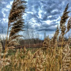 Plants growing on field against sky