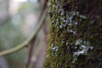 Close-up of lichen growing on tree in forest