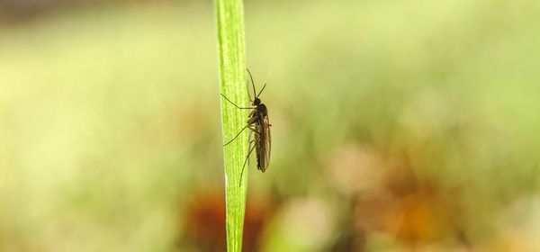 Close-up of insect on plant