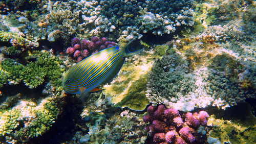 High angle view of fish swimming by coral in sea