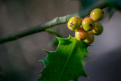 Close-up of fruits growing on tree