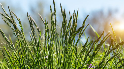 Close-up of crops growing on field against sky