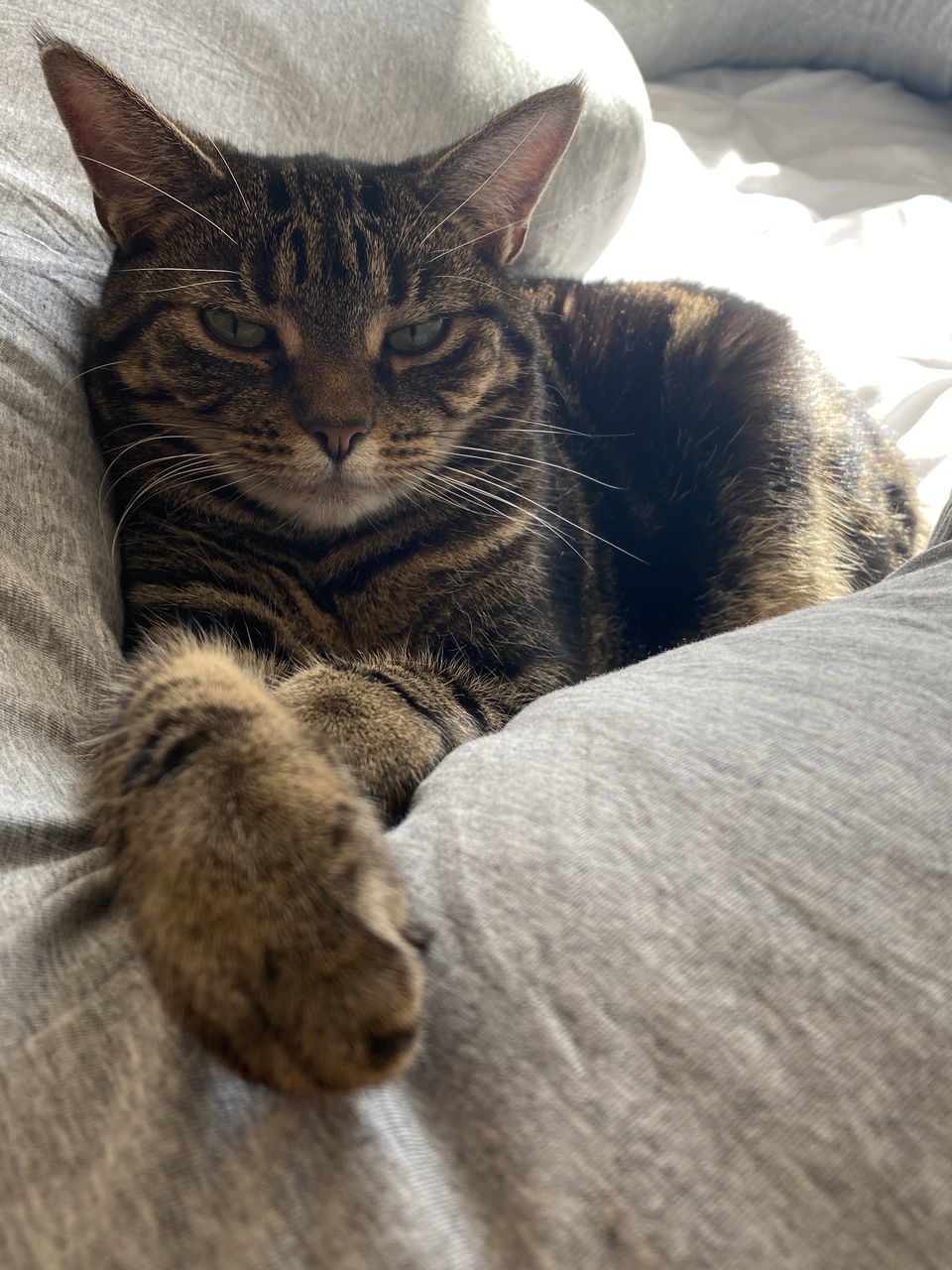 CLOSE-UP OF CAT RESTING ON BED