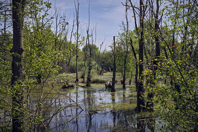 Scenic view of pond in forest against sky